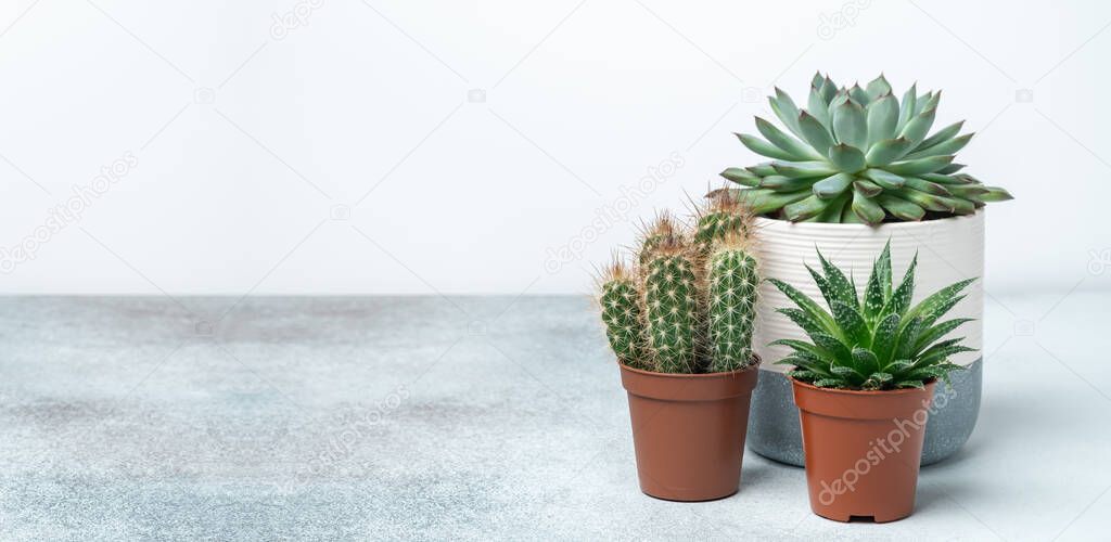 Various succulents in different pots on stone table indoor. Plant transplantation. Concept of indoor garden home. Horizontal banner - Image