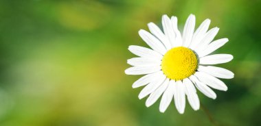 Güzel beyaz papatya çayının yaz tabelası. Çiçek arkaplanı. Papatya çayı doğada var. Uzayı kopyala Yumuşak odak