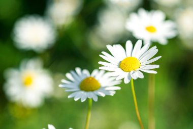 Çayırdaki güzel papatya çiçekleri. Çiçek arkaplanı. Papatya çayı doğada var. Uzayı kopyala Yumuşak odak