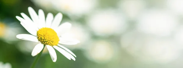 Summer banner of beautiful white chamomile. Flower background. Chamomile in the nature. Copy space. Soft focus