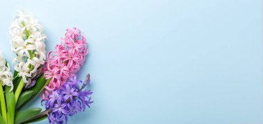 Mavi pastel arka planda pembe, beyaz ve mor sümbüllü bahar pankartı. Uzayı kopyala Üst Görünüm - Resim