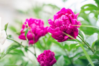 Bahçede çiçek açan güzel şakayıklar. Çiçek arkaplanı - Resim