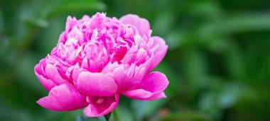 Bahçede çiçek açan güzel bir şakayık. Çiçek arka planı. Kapat - Resim