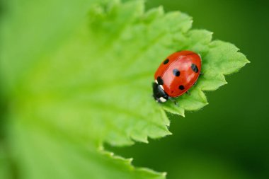 Yeşil yapraklı uğur böceği. Güzel bir doğa geçmişi var. Yumuşak odak - Resim