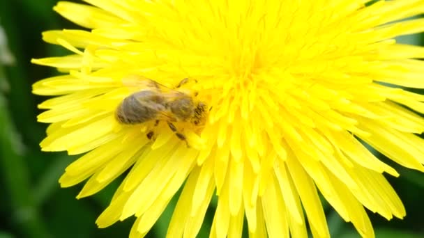 Méhecske Nektárt Vagy Mézet Gyűjt Egy Sárga Pitypangon Közelkép Felvétel — Stock videók