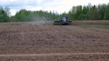 Tarlayı sabanla süren bir traktör. Birçok kuş tarlanın üzerinde uçar. Kırsal alan
