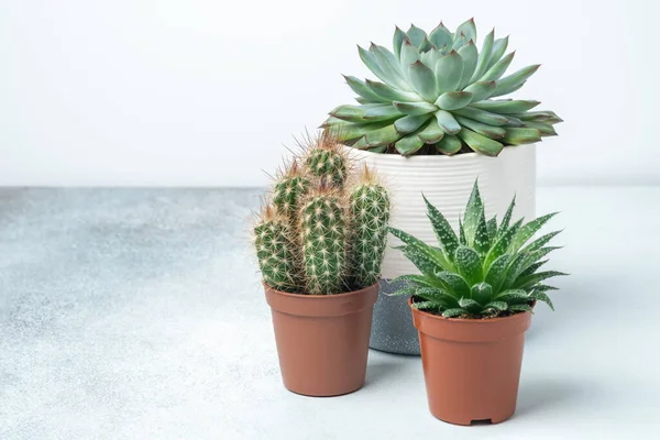 Várias suculentas em vasos diferentes na mesa de pedra interior. Transplante. Conceito de casa jardim interior — Fotografia de Stock