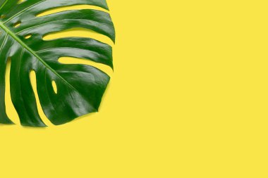Sarı arka planda tropik yaprak canavarı. Üst Manzara. Uzayı kopyala - Resim