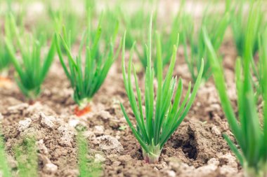 Genç soğan çalılarıyla dolu bir yatak. Organik temiz ürünler. Bahar bahçesi bitkileri