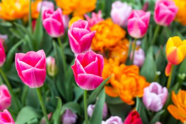 Güzel laleler. Bahar doğası. Web pankartı - Resim