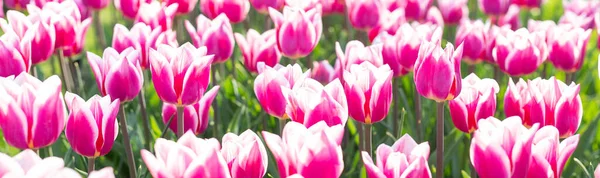 Beautiful Pink White Tulips Flowers Park Spring Nature Background Web — Stock Photo, Image