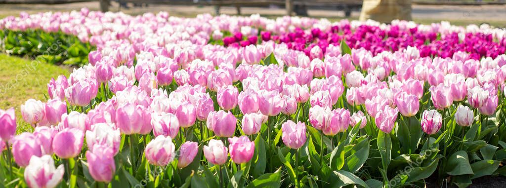 Flower bed of beautiful tulips. Beautiful spring tulips flowers in park. Sunny day - Image