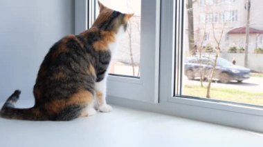 Pencereden bakan sevimli bir kedi. Pencere kenarında oturan üç renkli kedi. 4k görüntü.