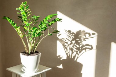 Zamioculcas çalısı beyaz bir seramik kap ve duvarda gölgeler - görüntü