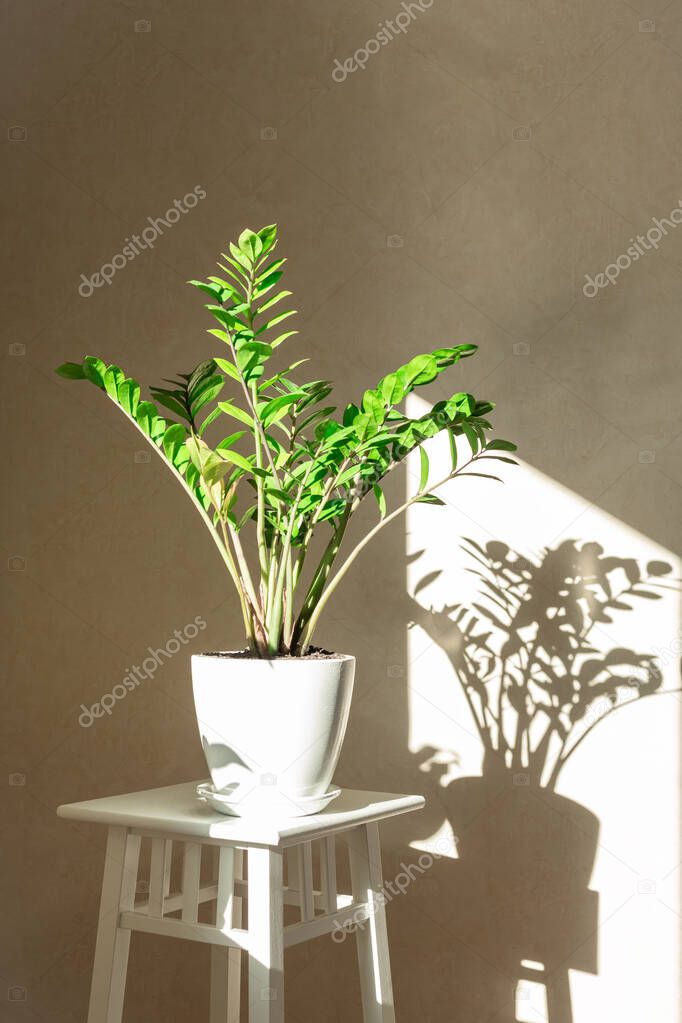 Zamioculcas bush in a white ceramic pot and shadows on the wall - Image