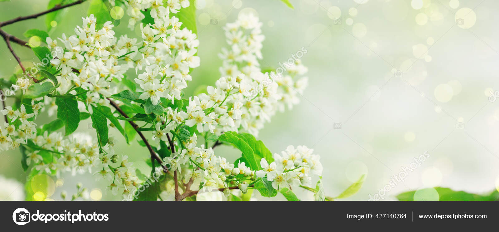桜が咲く鳥の桜の春のバナー 花の背景 自然の中で鳥桜の花 コピースペース ソフトフォーカス ストック写真 C Lizaelesina