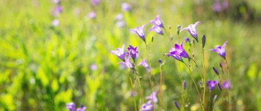 Çiçekli çan çiçekleri. Seçici odaklanma. Yakın plan - Resim