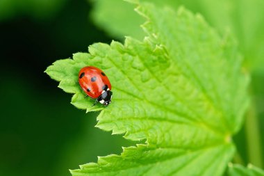 Yeşil yapraklı küçük kırmızı bayan böcek. Güzel doğa arkaplanı