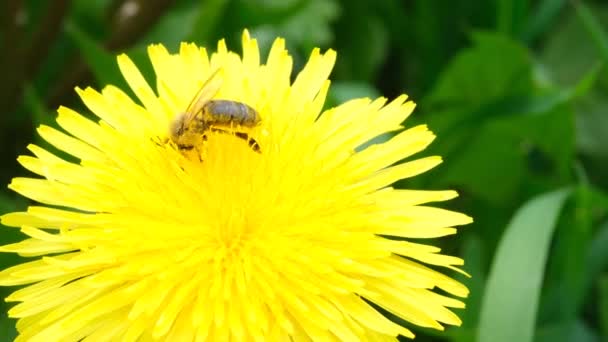 Abeja recolectando néctar o miel en un diente de león amarillo. Primer plano — Vídeos de Stock