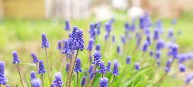 Güzel üzümlü sümbüllerin bahar bayrağı. Bahar bahçesinde Muscari çiçekleri. Peyzaj manzarası, boşluğu kopyala