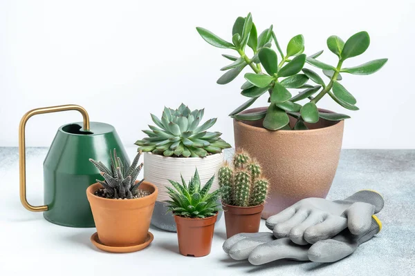 Várias Suculentas Vasos Ferramentas Jardinagem Pote Rega Mesa Transplante Conceito — Fotografia de Stock