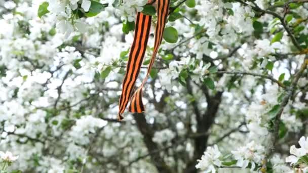 Ruban Saint Georges sur une branche fleurie. Symbole du Jour de la Victoire 1945 — Video