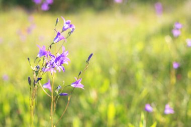 Çiçekli çan çiçekleri. Seçici odaklanma. Yakın plan.