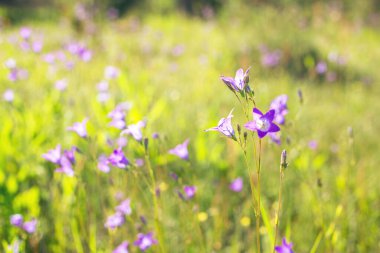 Çiçekli çan çiçekleri. Seçici odaklanma. Yakın plan.
