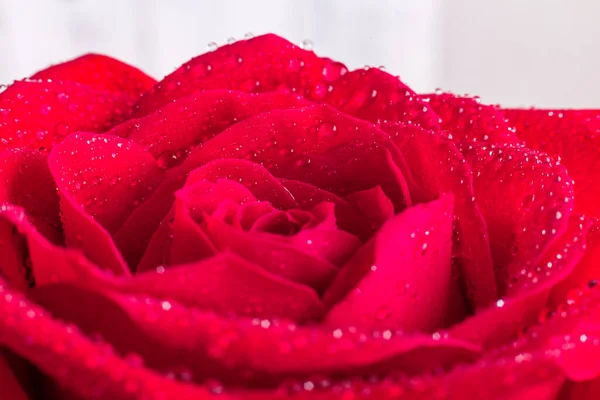 Blütenblatt aus roter Rose mit Wassertropfen. Nahaufnahme — Stockfoto