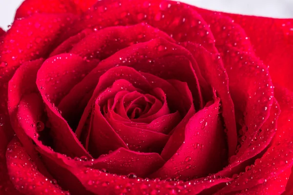 Petalo di rosa rossa con gocce d'acqua. Primo piano — Foto Stock