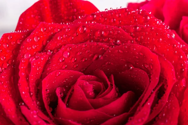 Petalo di rosa rossa con gocce d'acqua. Primo piano — Foto Stock