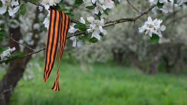 Ruban Saint Georges sur une branche fleurie. Symbole du Jour de la Victoire 1945 — Video