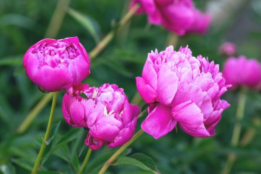 Bahçede çiçek açan güzel şakayıklar. Çiçek arkaplanı