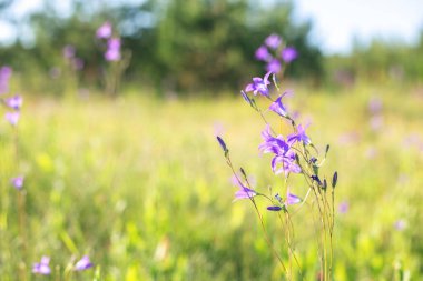 Çiçekli çan çiçekleri. Seçici odaklanma. Yakın plan.