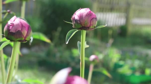 Brote de flor de peonía de jardín rosa con hormigas. Relación entre peonía y hormigas. Las hormigas se alimentan del néctar y protegen su fuente de alimento de otros insectos de alimentación floral. — Vídeo de stock