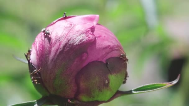 Rózsaszín kert bazsarózsa virág Bud hangyákkal. Kapcsolat a bazsarózsa és a hangyák között. A hangyák a nektárból táplálkoznak, és megvédik táplálékforrásukat más virágevő rovaroktól. — Stock videók