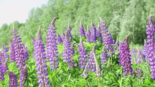 Lupine campo com roxo rosa e flores azuis. Lupine flores em um dia ensolarado de verão balançando em uma brisa — Vídeo de Stock