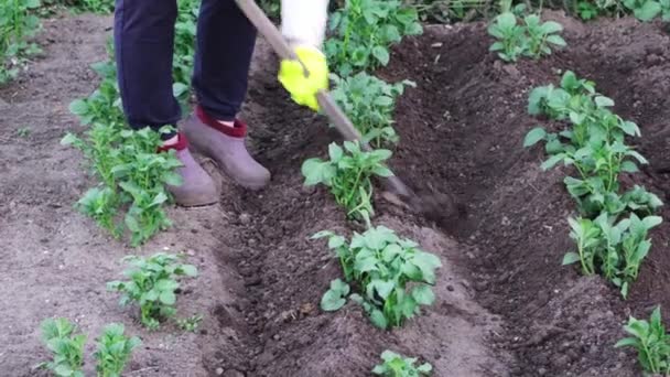 Pianta verde di patata. Solanum tuberosum. Donna spudding di piante di patate in crescita sul campo — Video Stock