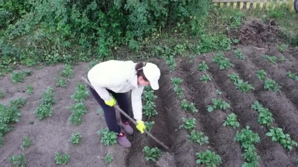 Pianta verde di patata. Solanum tuberosum. Donna spudding di piante di patate in crescita sul campo — Video Stock