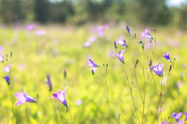 Çiçekli çan çiçekleri. Seçici odaklanma. Yakın plan.