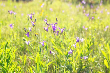 Çiçekli çan çiçekleri. Seçici odaklanma. Yakın plan.