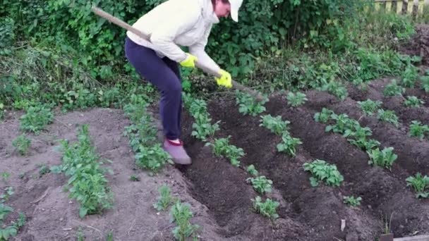 Plantă verde de cartofi. Solanum tuberosum. Femeie budincă de plante de cartofi în creștere pe teren — Videoclip de stoc