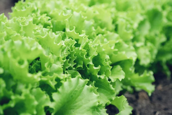 Fresh green Lettuce salad background. Close-up of green leaf in garden bed