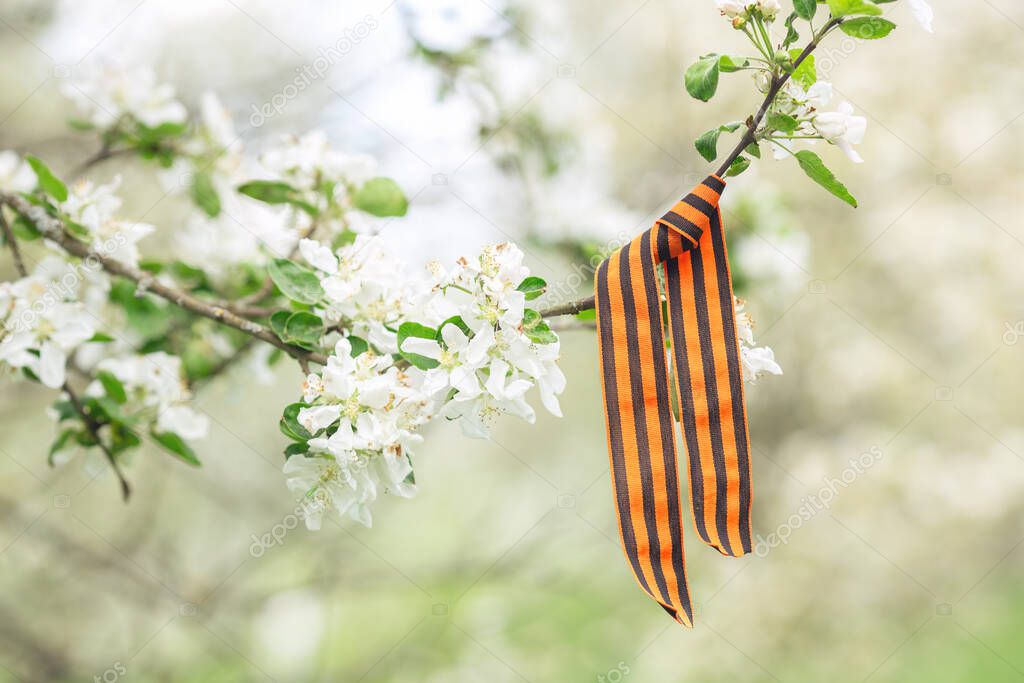 St. Georges ribbon on a blossoming branch. Symbol of Victory Day 1945