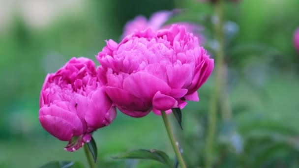 Beautiful blooming peony in the garden. Flowers background. Close up. Peony sways in the wind — Stock Video