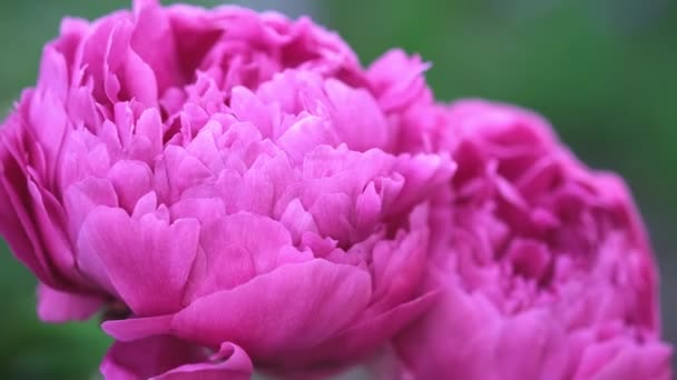 Bella peonia fiorita in giardino. Sfondo fiori. Chiudete. La peonia ondeggia nel vento — Video Stock