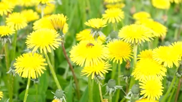 Field with blooming dandelions swaying in the wind on spring sunny day. Endless field of flowers — Stock Video