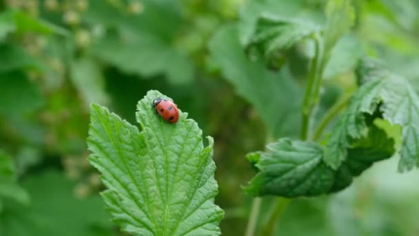 Ladybug on a green leaf. Beautiful nature background. — Stock Video