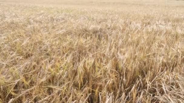 Barley场美丽的乡村风景。田里金黄的大麦穗.丰富的收获概念 — 图库视频影像