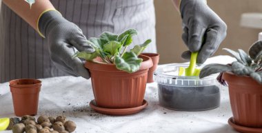 Kadın bahçıvan elleri tencerede menekşe tutuyor. Evde bahçıvanlık ve saksıya çiçek ekme kavramı. Pankart